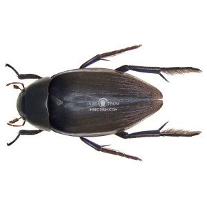 HYDROPHILUS TRIANGULARIS